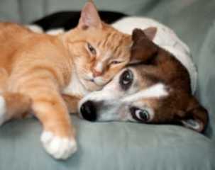 Consiglio comunale di Trani, approvato il Regolamento per la tutela degli animali. Merra, felice, scoppia in lacrime. E i debiti fuori bilancio portano il doppio gettone