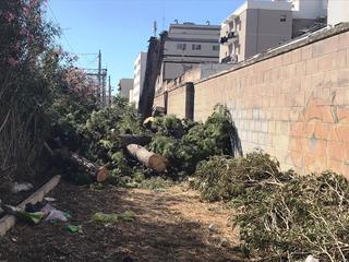 Pini secolari a rischio schianto lungo i binari: Rfi ne taglia due all'uscita della stazione di Trani