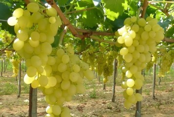 Furti di uva da tavola nella Bat, Confagricoltura scrive al prefetto Valiante: «Potenziare i controlli nelle campagne»