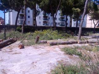 Ex pinetina di via Andria, il comitato di quartiere ritorna sul taglio degli alberi: «È uno scempio»