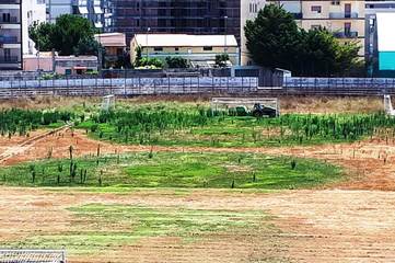 Manutenzione straordinaria del manto erboso dello stadio di Trani, servizio affidato alla Mapia di Bari per 5mila euro