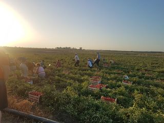 Rete lavoro agricolo di qualità, nella Bat solo otto aziende iscritte. Flai Cgil: «Numeri troppo bassi»