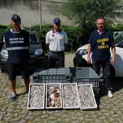 Da Trani a Molfetta con 14kg di pesce in auto senza autorizzazione: merce sequestrata e trasportatore denunciato