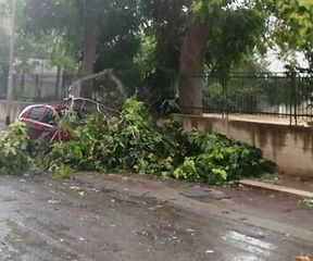 Piove su Trani, in via Capuccini grosso ramo si spezza e cade su auto parcheggiata