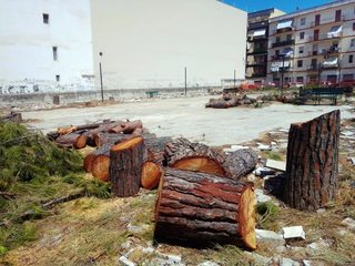 Trani, bilancio finale prima dei lavori all'ex pinetina di via Andria:  tagliati non 29 alberi, ma tutti