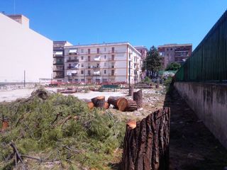 Trani, ex pinetina di via Andria: tagliare tutti gli alberi è costato oltre 10mila euro