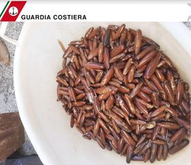 Trani, la guardia costiera sequestra datteri di mare: nelle ultime tre settimane rinvenuti in totale 7kg