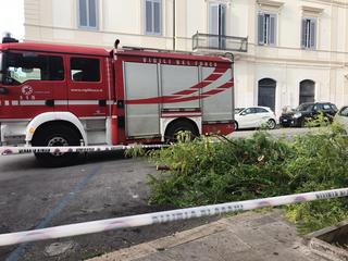 Vento forte a Trani, si spezza l'ennesimo albero in via Bovio: nessun danno a cose e persone