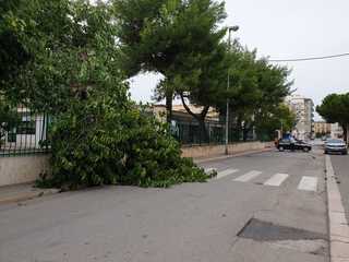 Trani, altro distacco di rami per il forte vento: questa volta l’episodio è avvenuto nell’area della scuola Petronelli