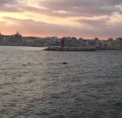 VIDEO. La magia del tramonto e la danza di un delfino nel porto di Trani