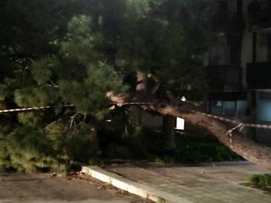 Albero si schianta in via Olanda, il secondo in un mese: «Competenza Arca Puglia»