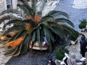 Schianto palma, Ferrante: «Alberi pericolosi sempre tagliati, questo si era provato invano a salvarlo»