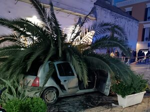 Schianto palma, l'ex agronomo Guerra: «Pericolosa dal 2020, non è stata fatalità»