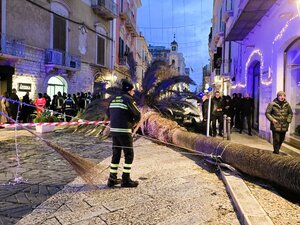 Schianto palma, gli architetti paesaggisti: «È carenza di programmazione»