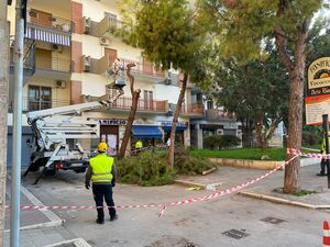 Schianto palma e verde, Legambiente: «Sicurezza sì, ma servono dati e pianificazione strutturata»