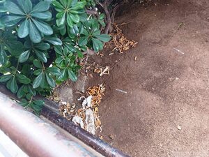 Pta-posacenere, segnalazione e pulizia. Dei volontari