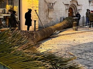 Schianto palma e verde, Legambiente: «Sicurezza sì, tagli indiscriminati no»