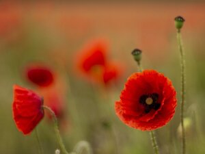 Giornata memoria, i versi di Pagano letti da Pilone