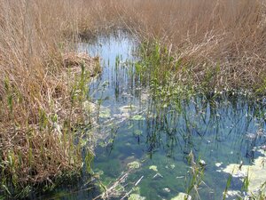 Legambiente in campo per la «Giornata mondiale delle zone umide», questa domenica a Boccadoro