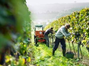 Agricoltori, questa domenica Giornata del ringraziamento alla Madonna di Fatima