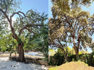 «Monumentali» tre alberi di giardino Telesio. Scartati via Duchessa e via Togliatti