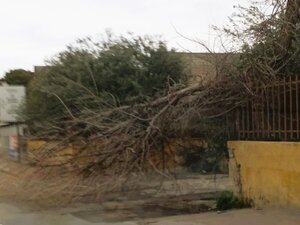 Vento, giù il primo albero da area privata