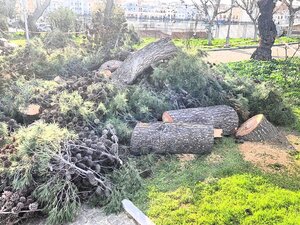 Rischio schianto, tagliati pini in villa. Palme morte ancora lì