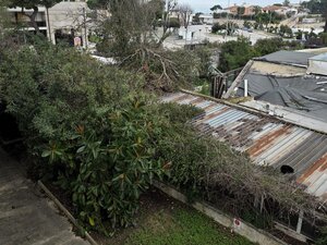 Cade albero nella Lampara, rischio nuovi danni per l'ex dancing