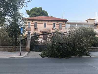 Vento impetuoso, giù tre alberi: nessuna conseguenza