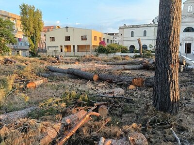 Abbattimenti alberi, Carrabba (Oikos): «Sospendere interventi e aprire confronto pubblico»